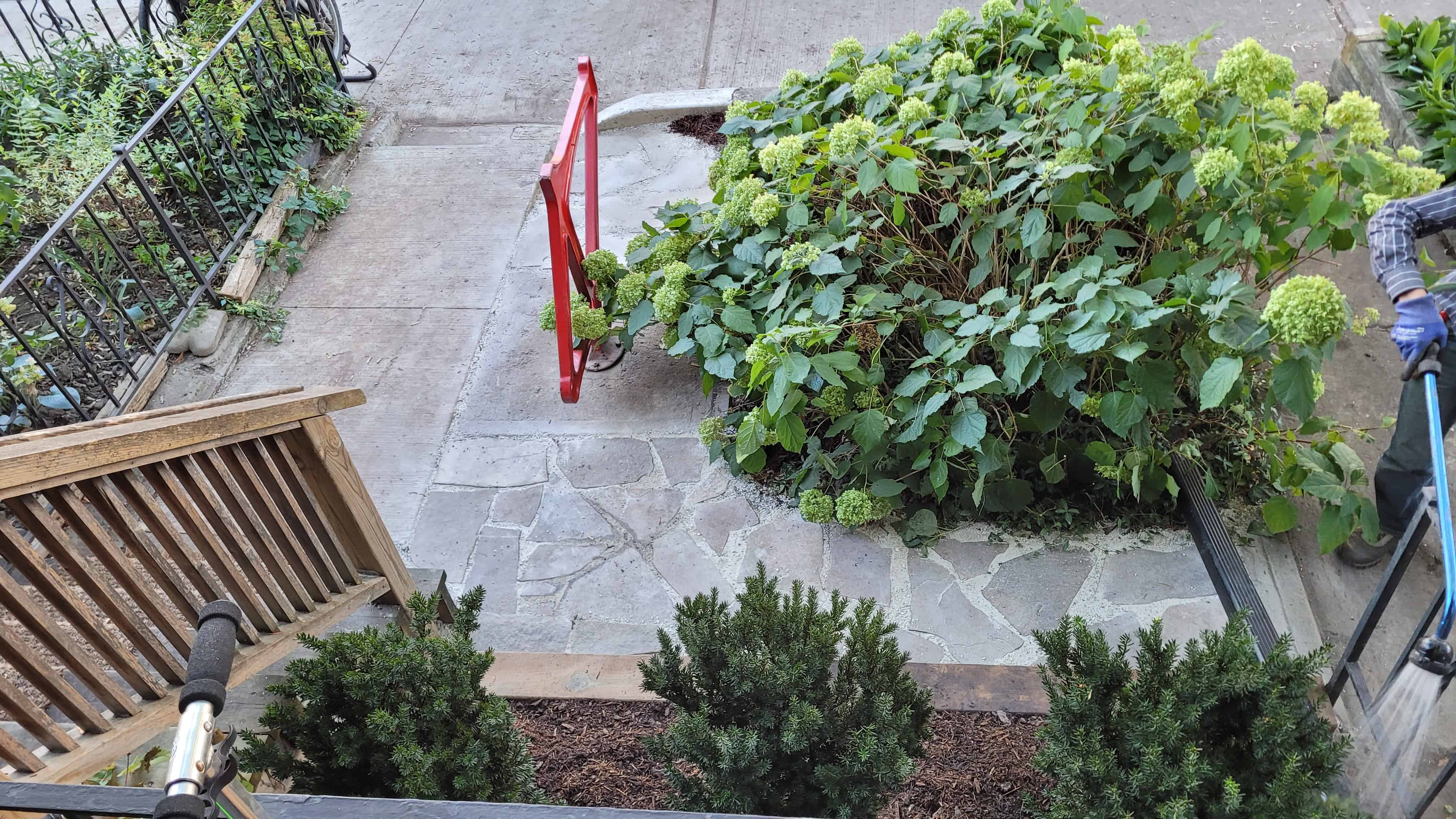 Gardener watering yews surrounded by mulch,  hydrangea, and bike sculpture on flagstone path.