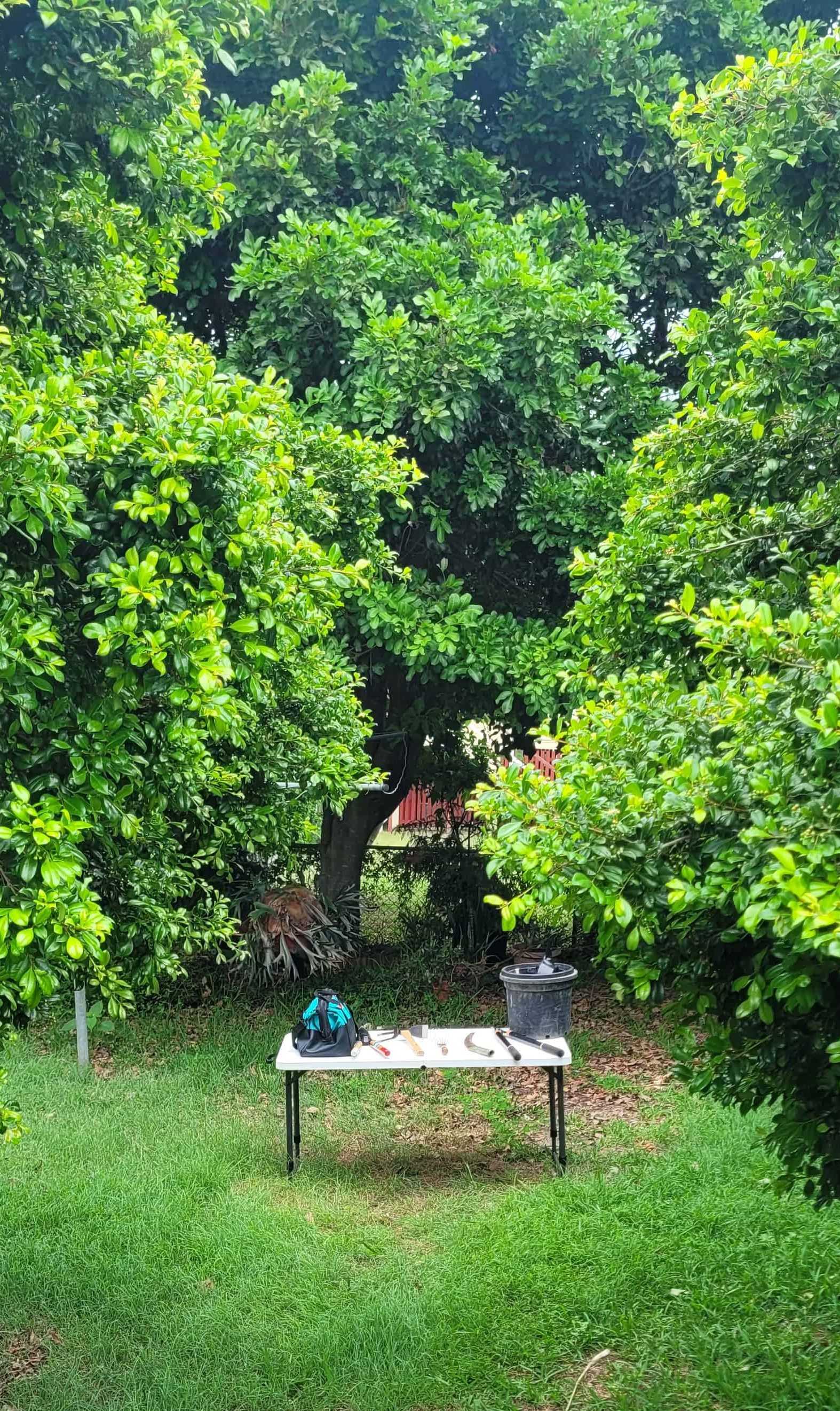 Gardening tools on a white table surrounded by gree trees either side.