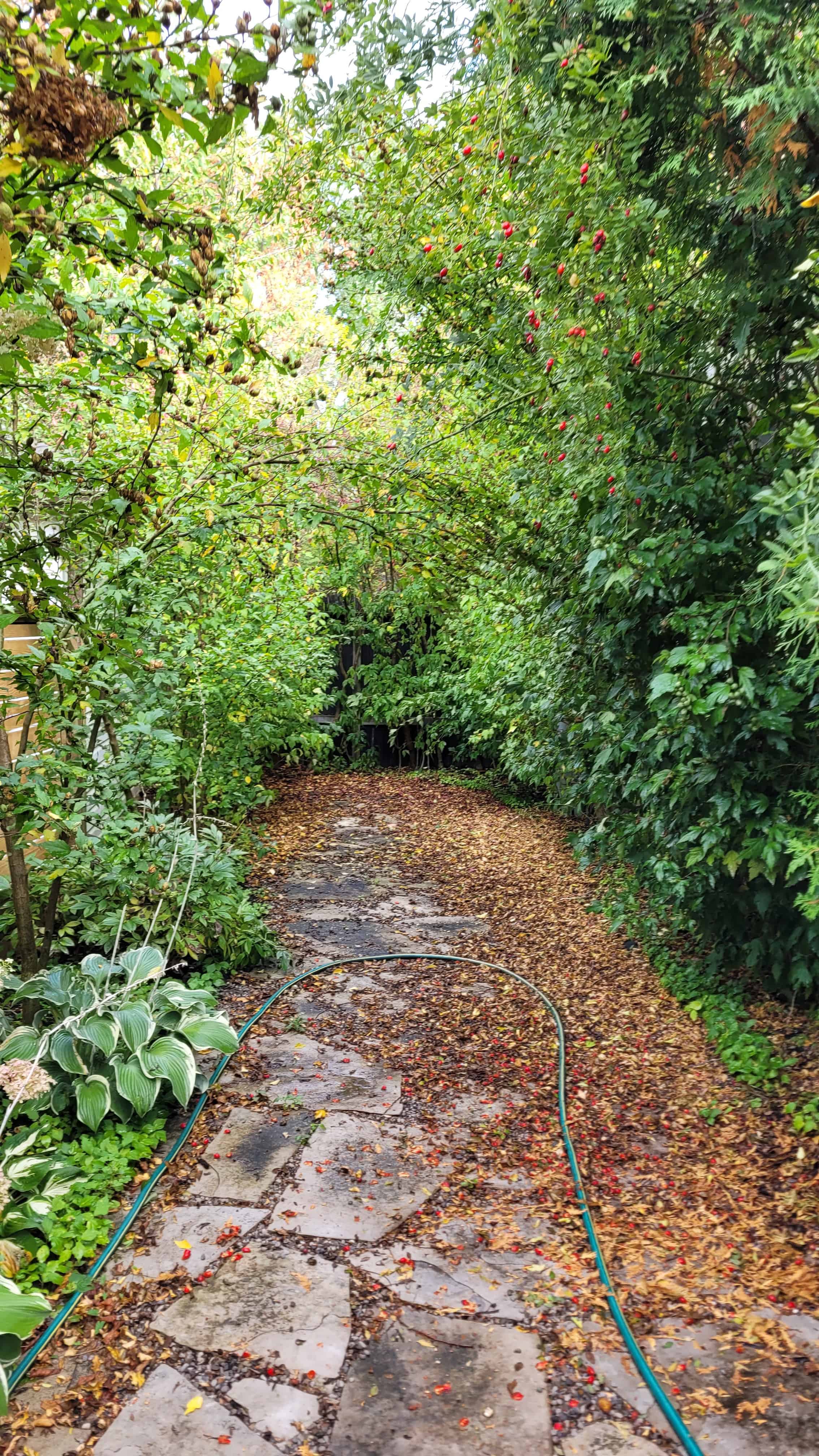 A random flag stone path covered in autumn leaves and surrounded by overgrown plants.