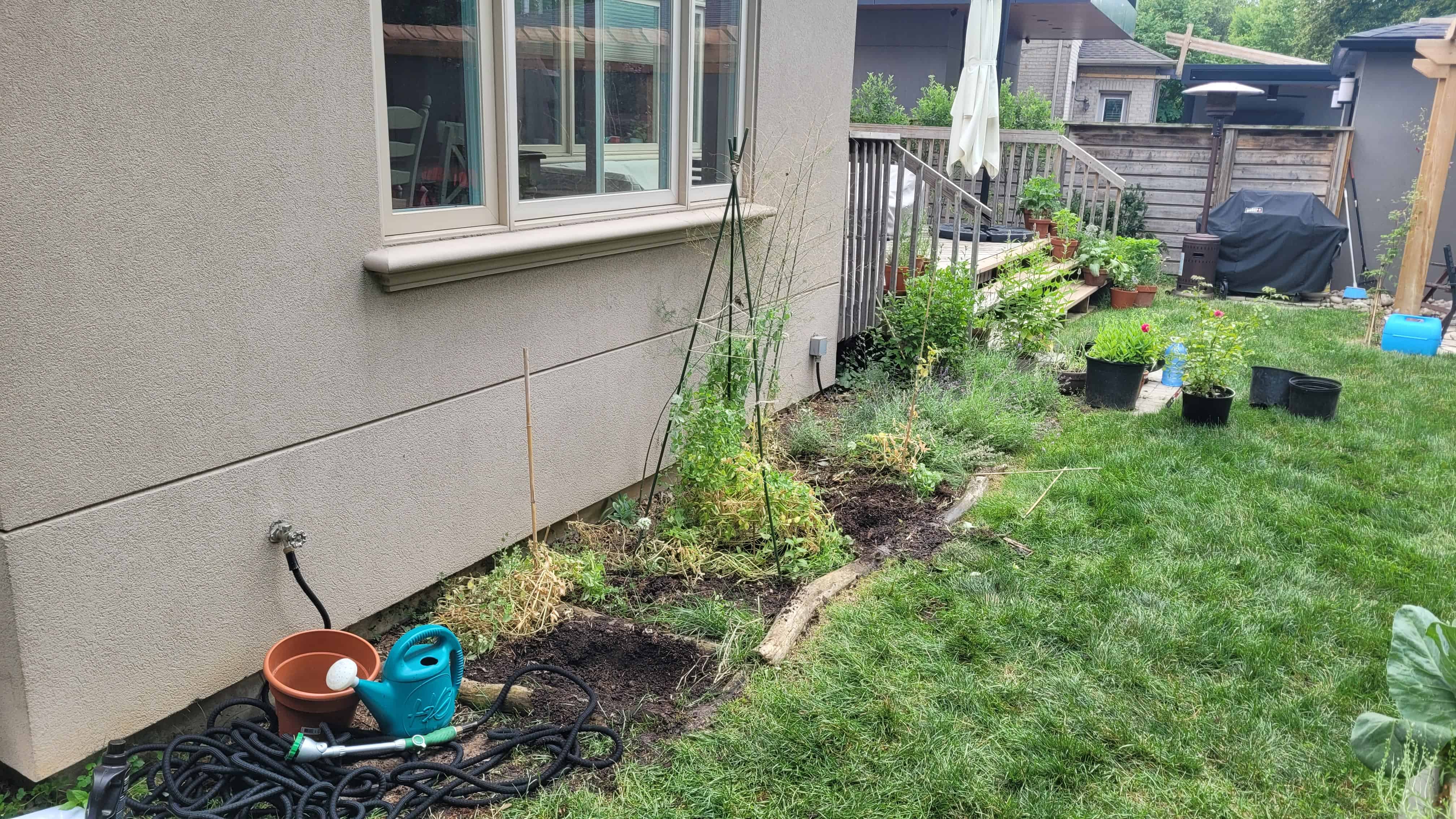 A backyard garden with plants and a hose, showcasing a struggling vegetable garden.