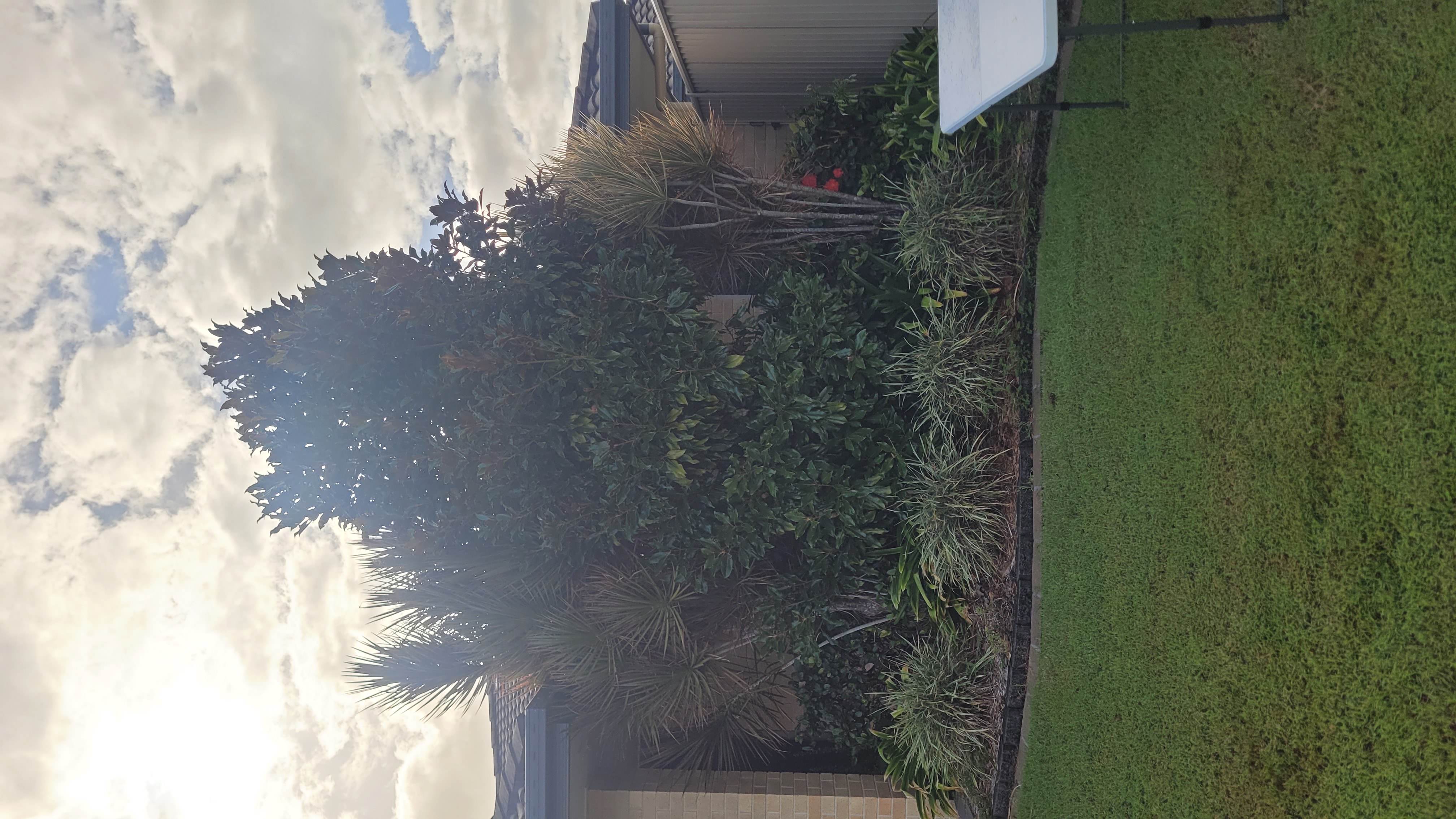 A front yard with overgrown trees and shrubs very close to the house.