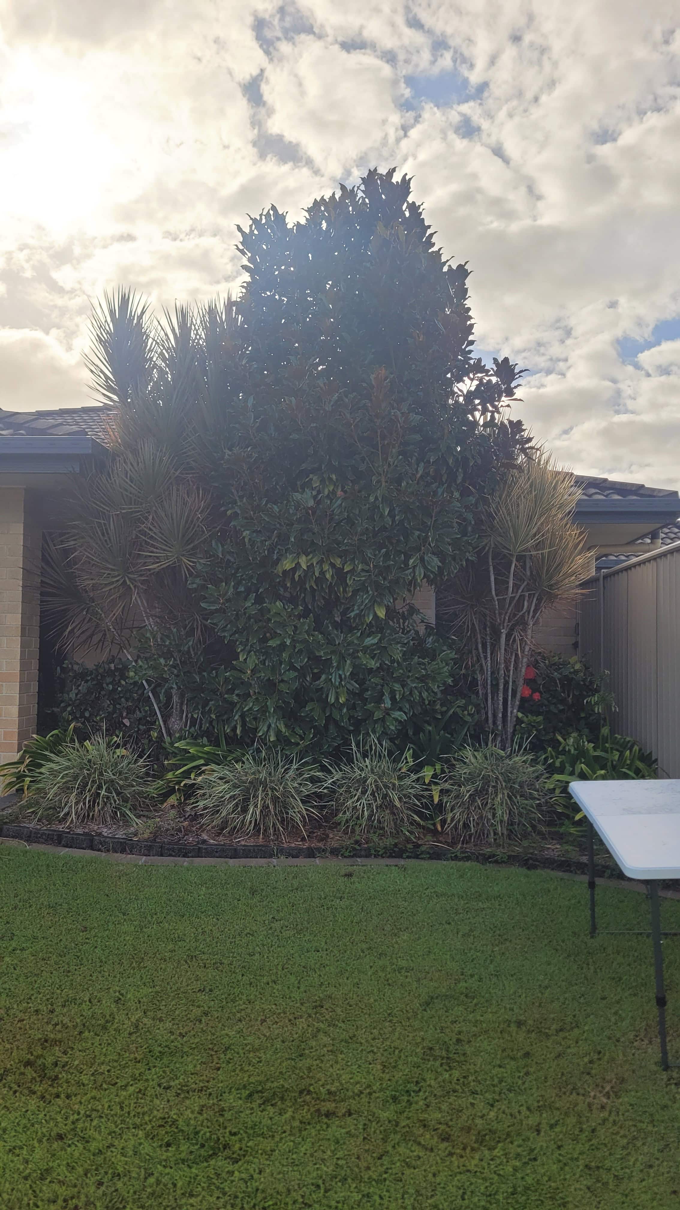 A front yard with overgrown trees and shrubs very close to the house.