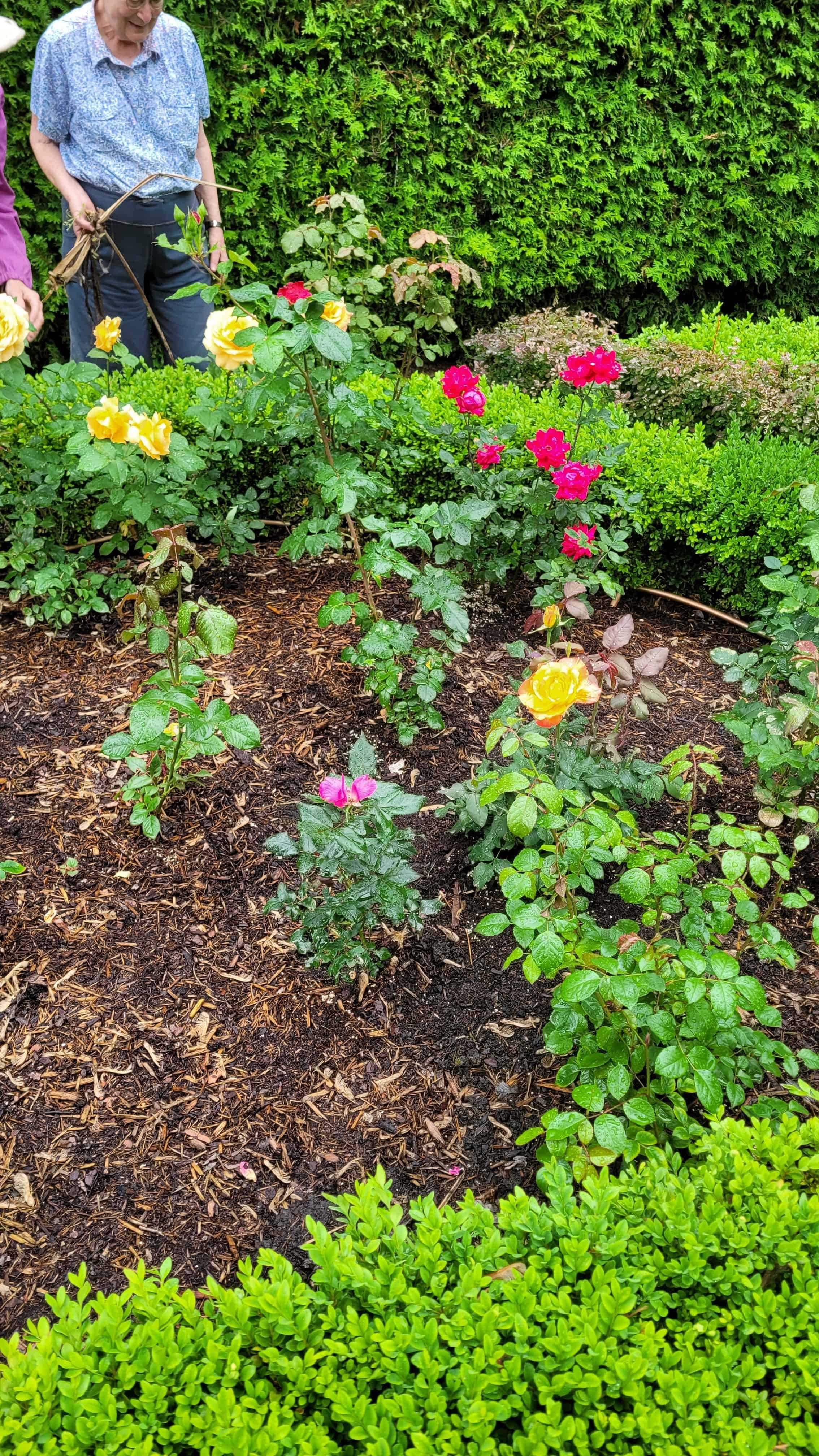 Two people admiring roses in a garden.