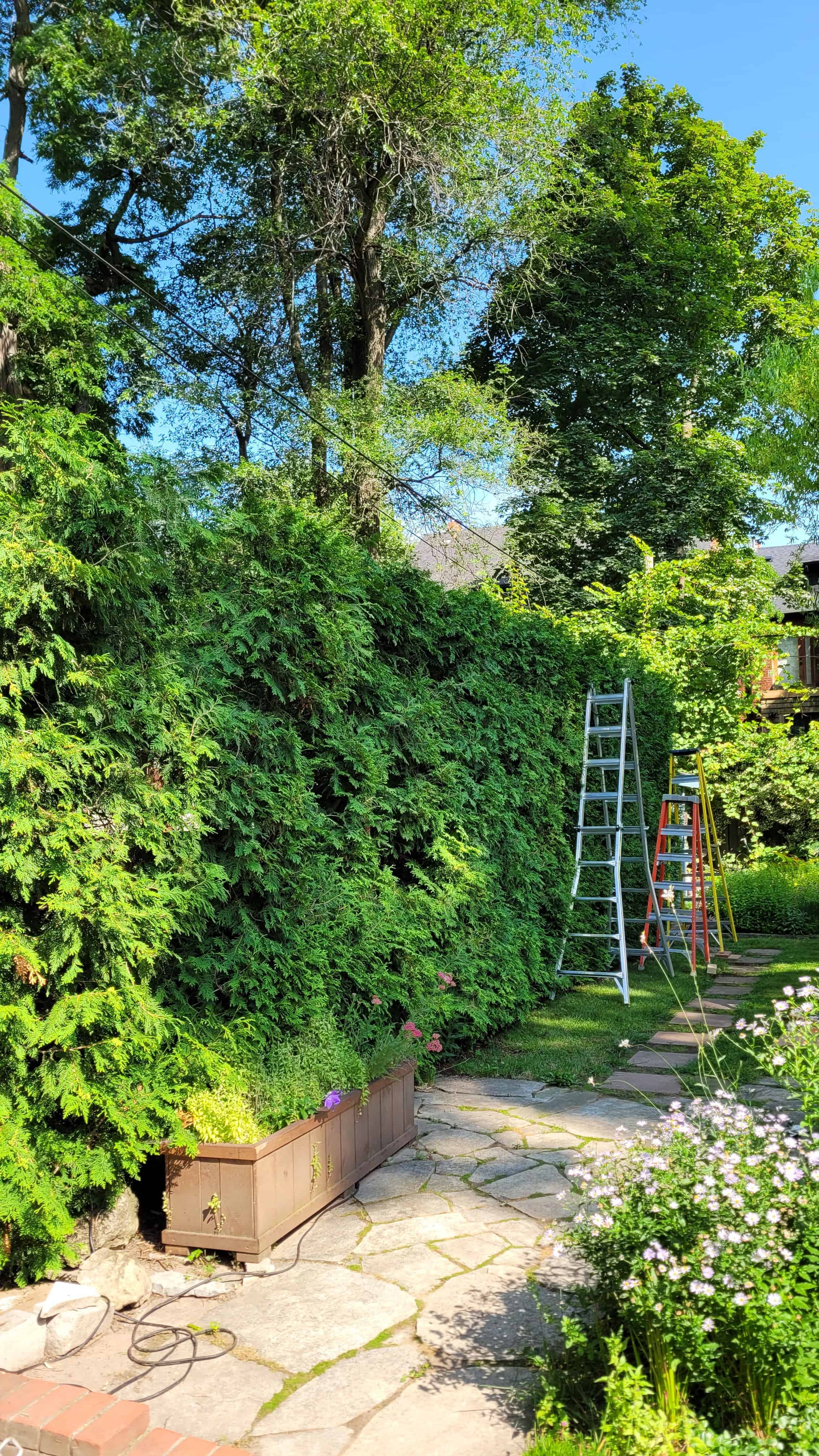 A garden with ladders placed amidst a yard, surrounded by a pruned yew hedge.