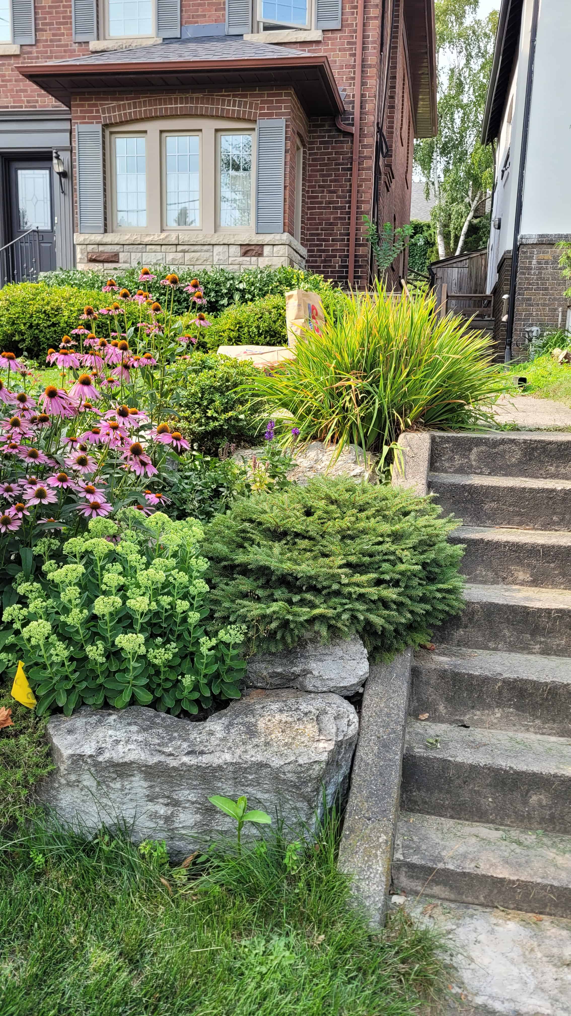 A colorful garden with various plants (including spruce, stone crop) and cone flowers blooming in front of a charming house.