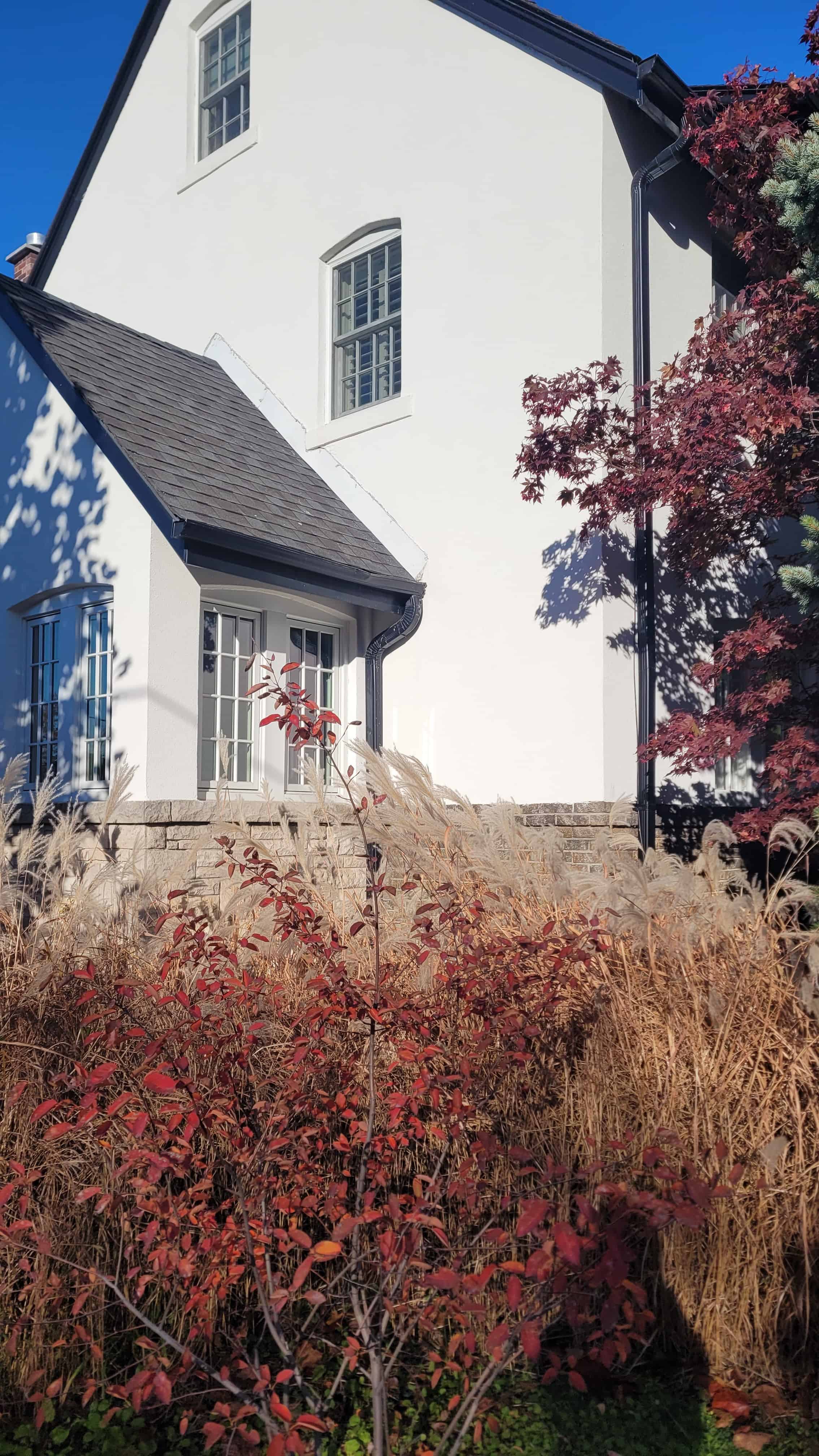 A white house with a vibrant red tree in the front yard, surrounded by maple, spruce, and service berry trees.