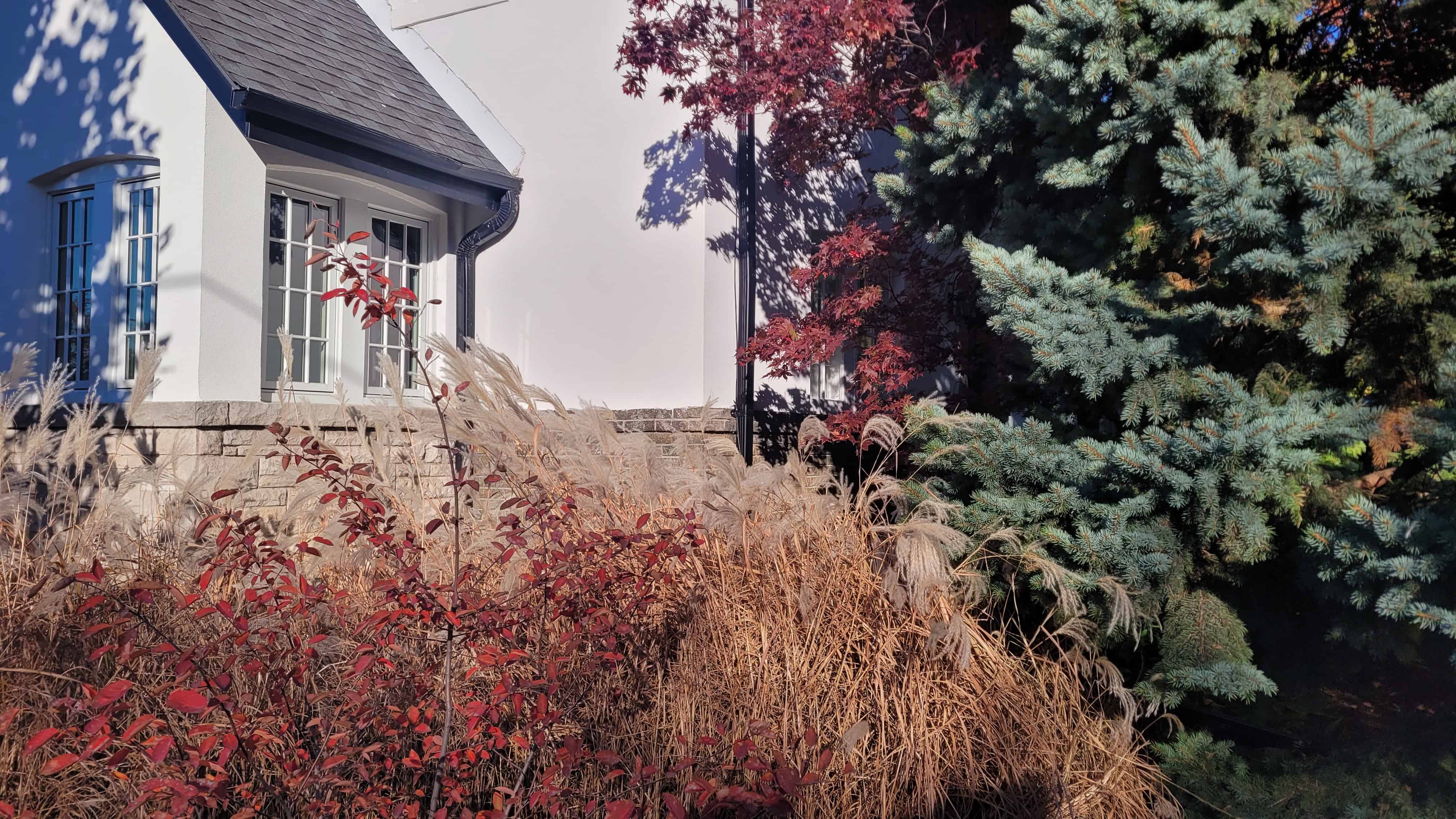 A white house with a vibrant red tree in the front yard, surrounded by maple, spruce, and service berry trees.