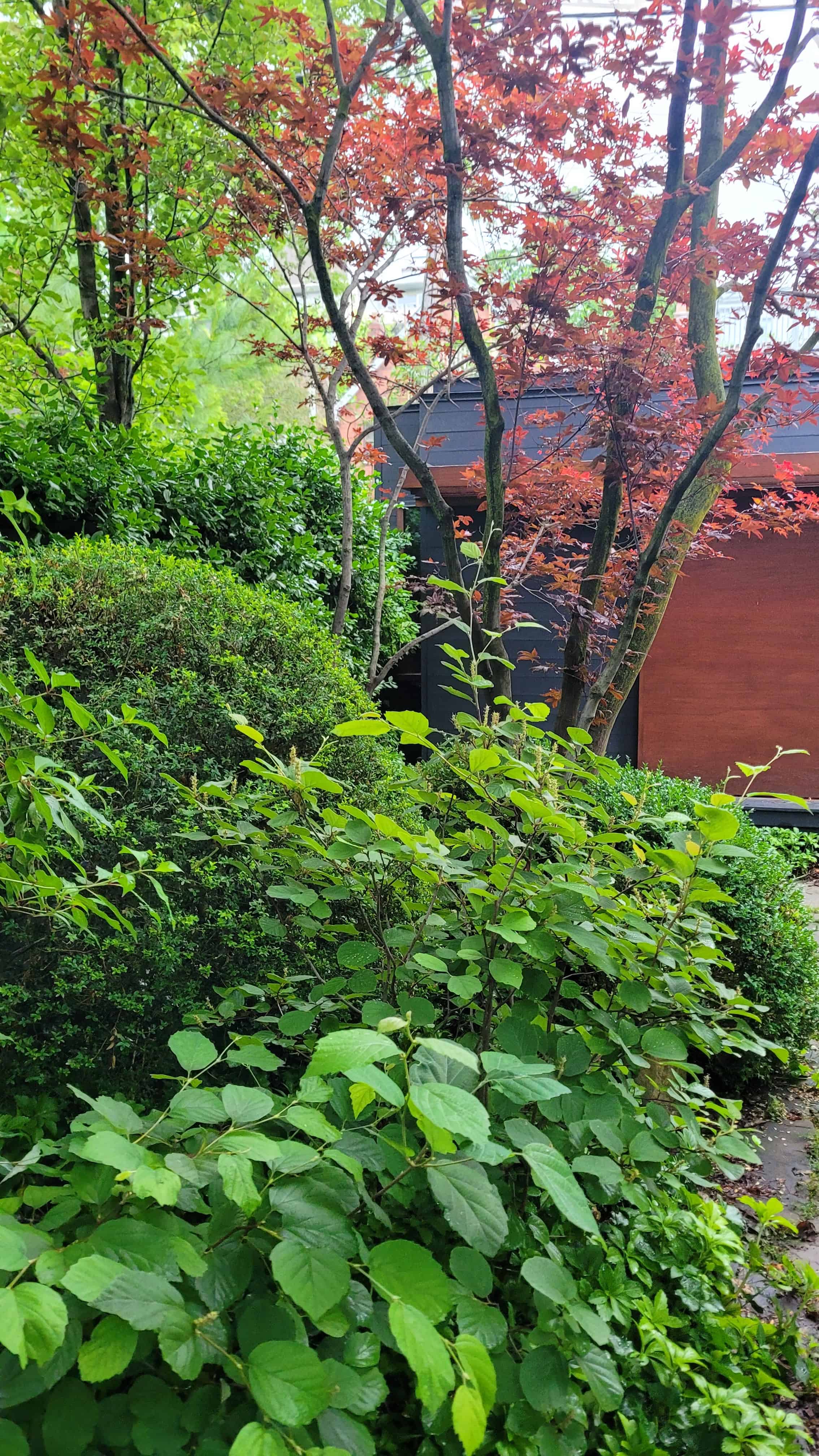 A vibrant red tree stands tall in a garden adorned with hydrangea, maple, boxwood, and a serene meditation hut.