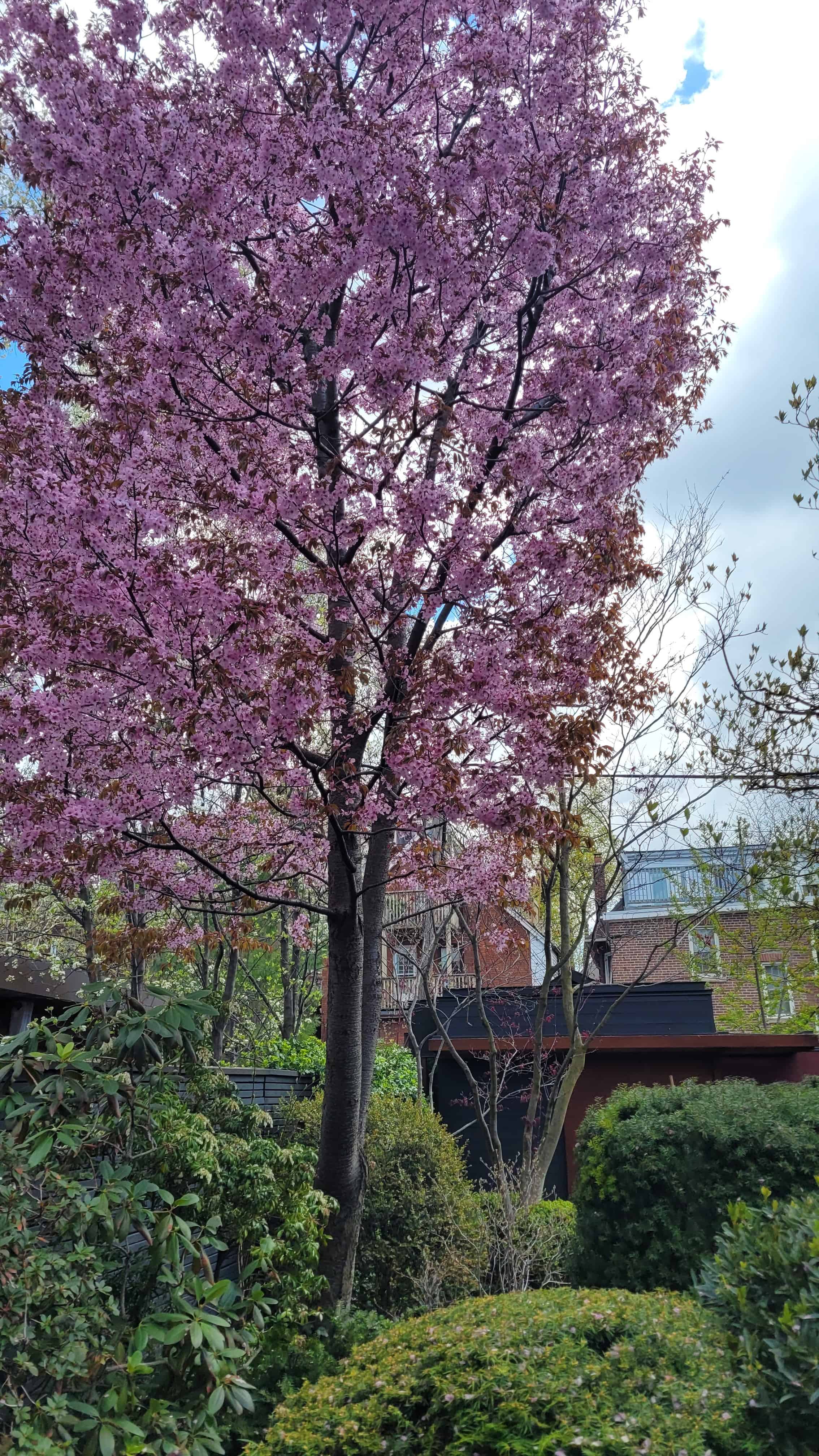 Blossoming pear tree with purple flowers by building