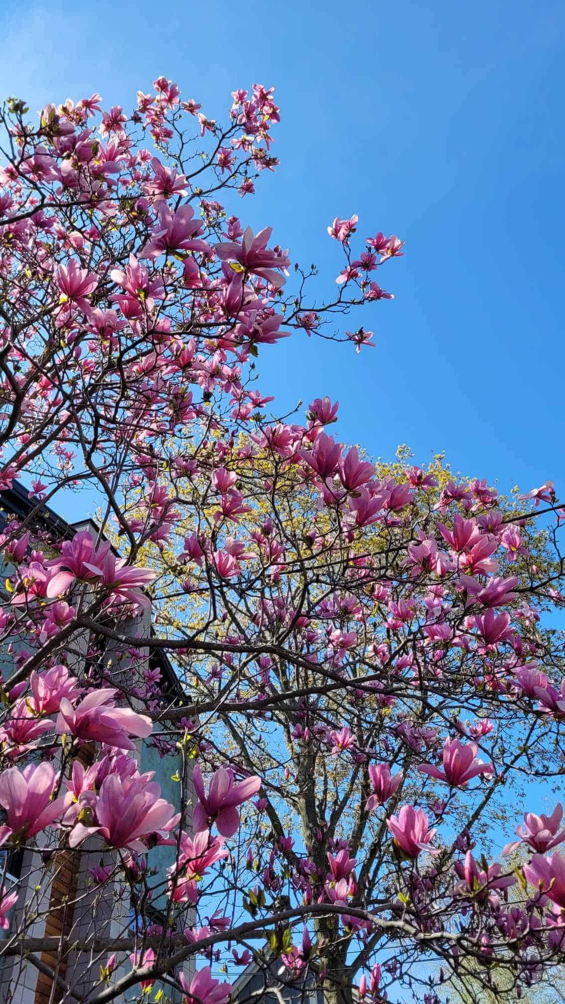 Pink magnolia tree blooms against blue sky.