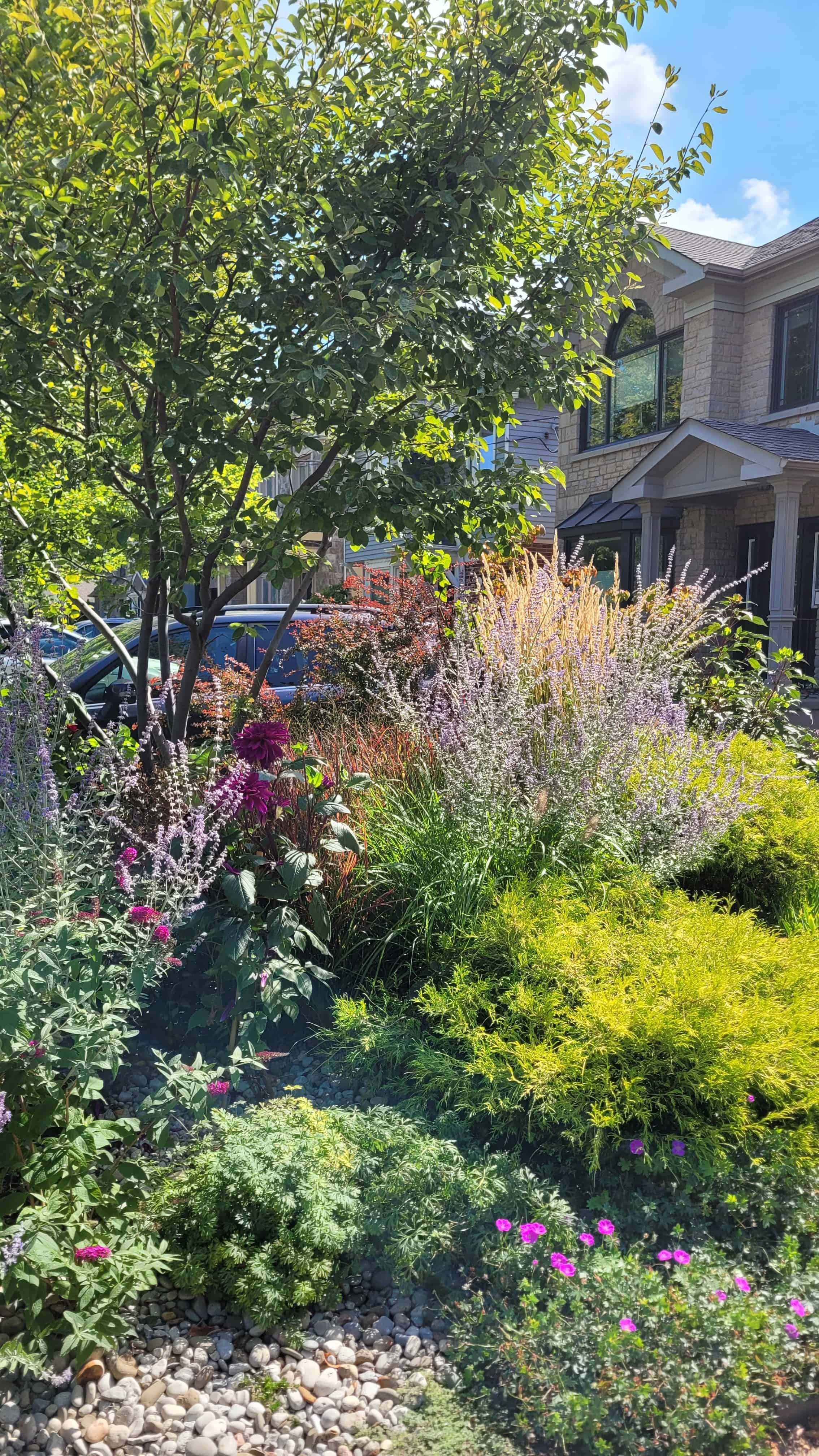 A colorful flower bed with various plants and flowers in front of a house, featuring Russian sage, roses, and more.