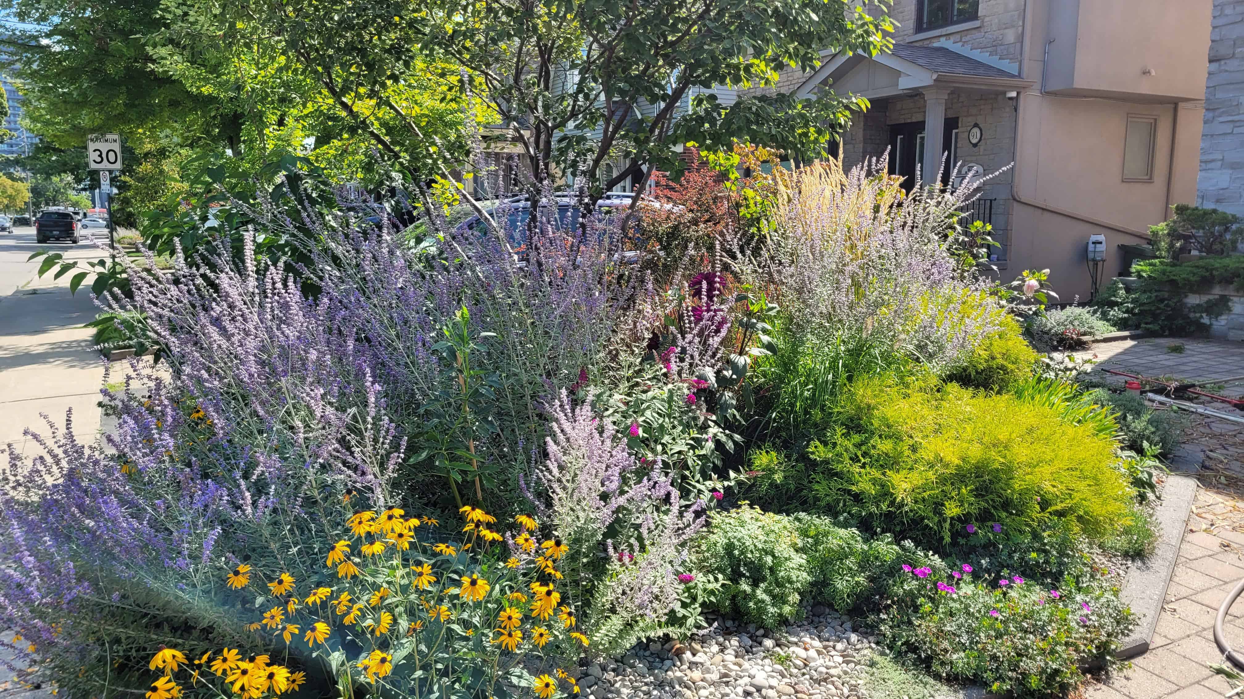 A colorful flower bed with various plants and flowers in front of a house, featuring Russian sage, rudbeckia, and more.