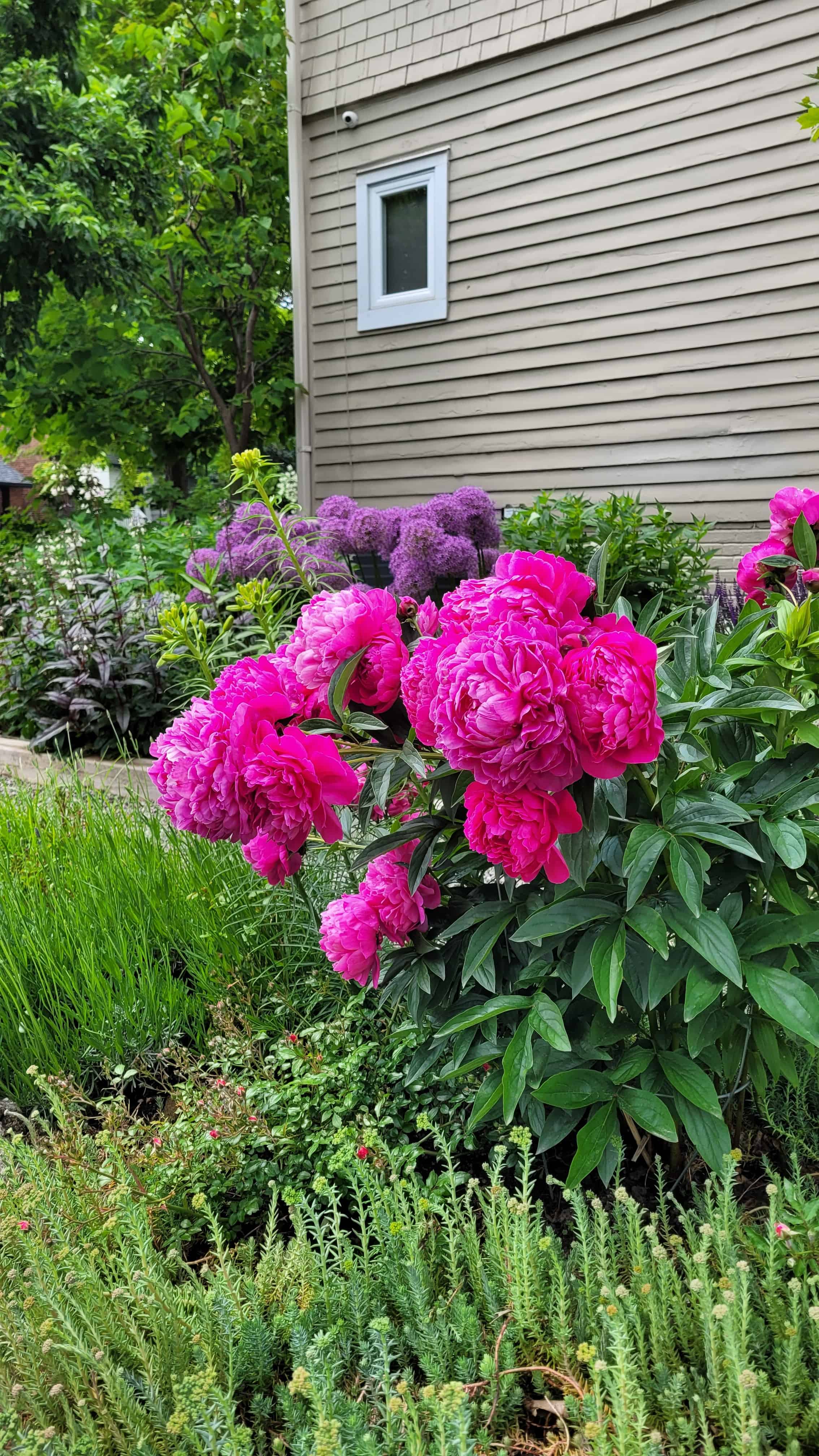 A serene cottage garden adorned with pink peony flowers and verdant green plants, offering a tranquil and beautiful setting.