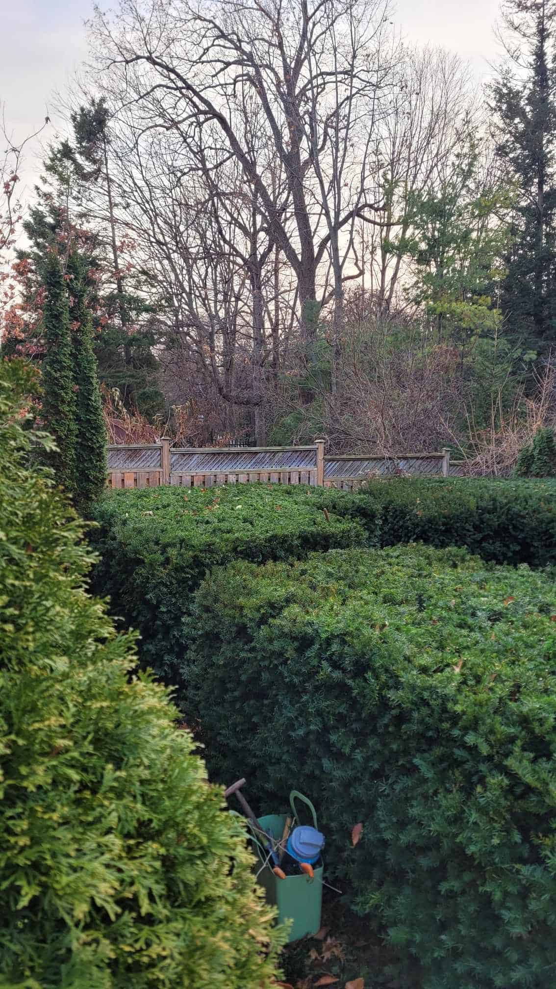 Neatly clipped yew hedges forming a border of boxes around something unknown.