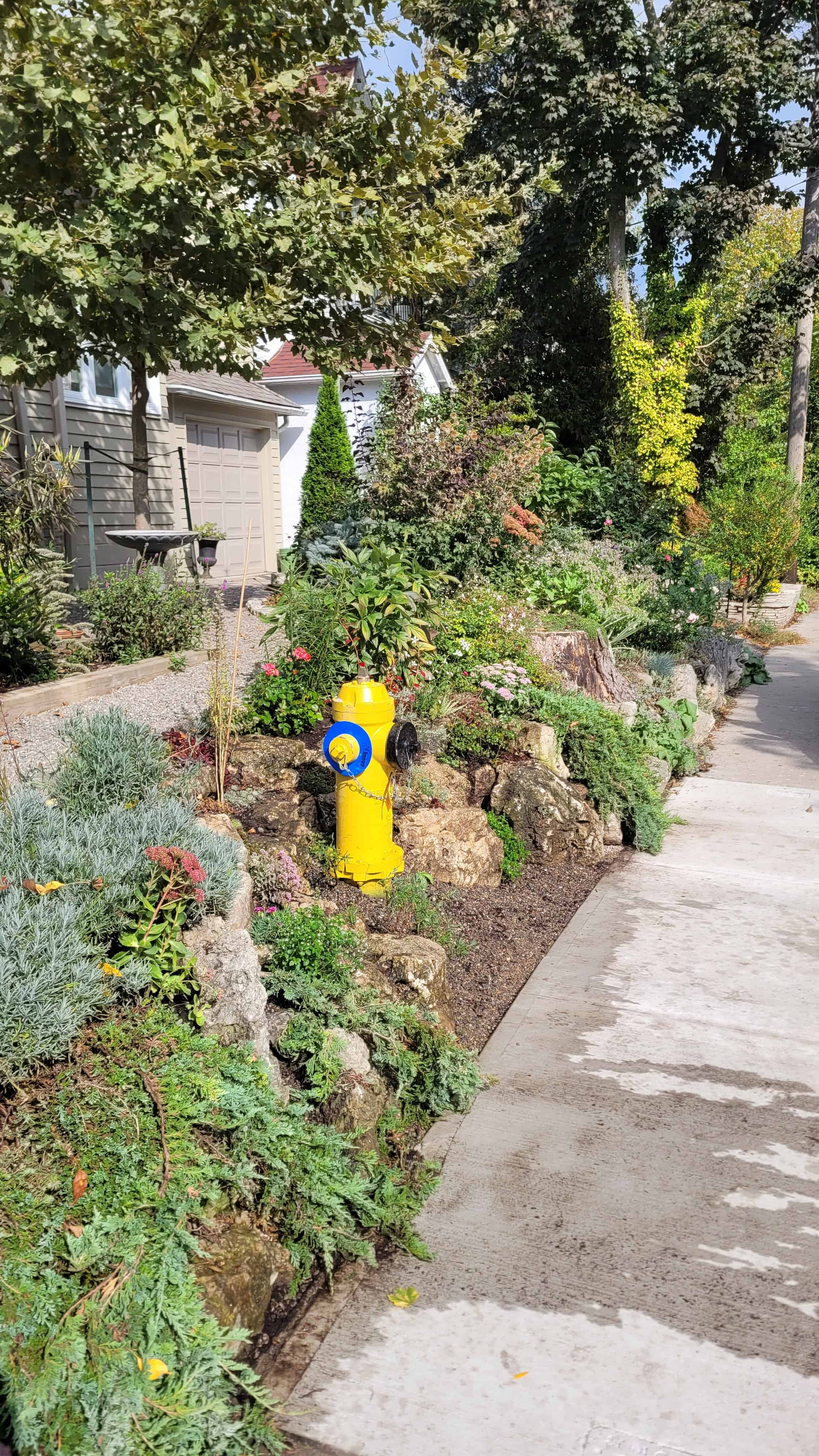 A yellow fire hydrant stands amidst a rock garden with a variety of plants.