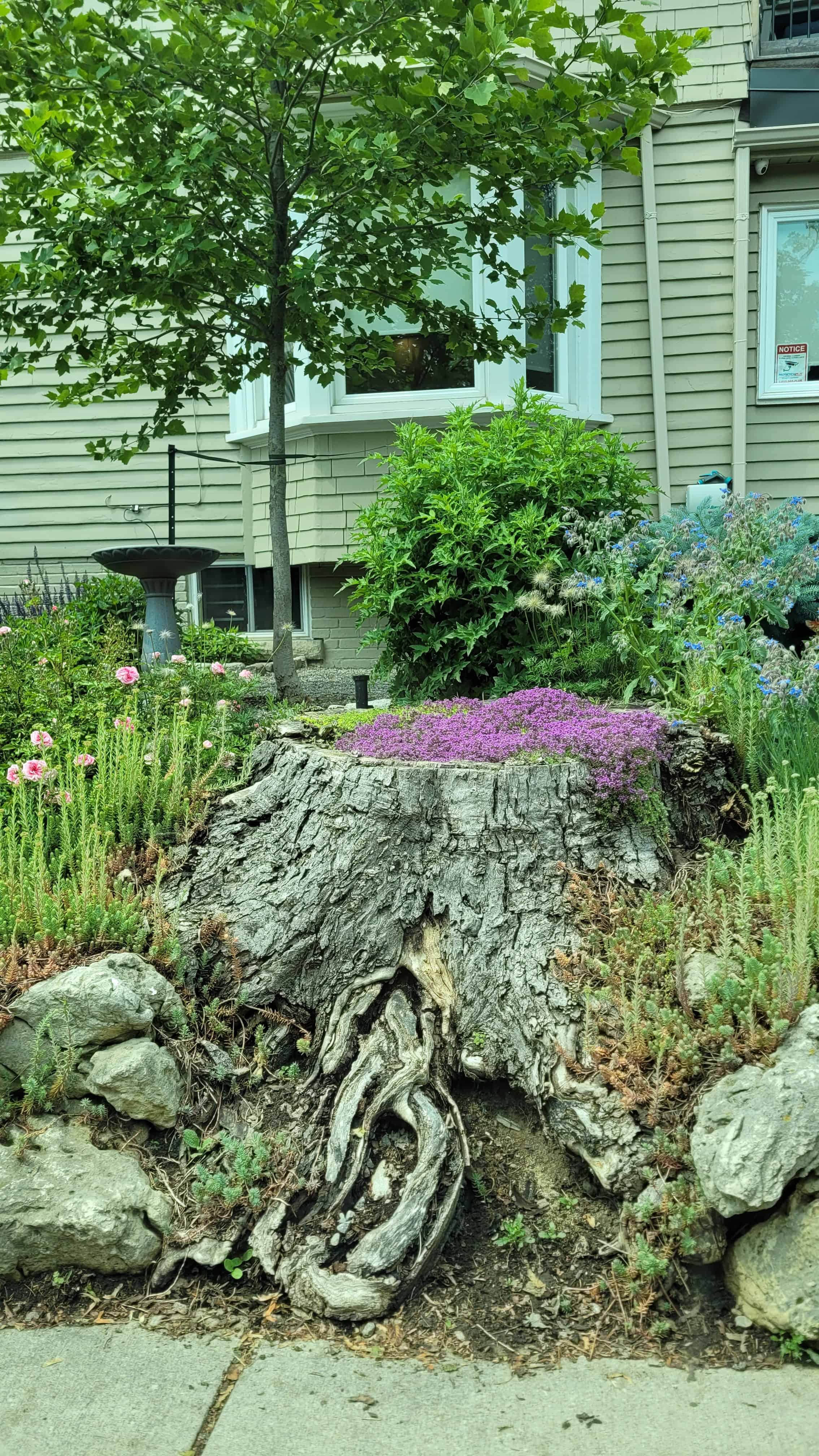 A tree stump with vibrant purple flowers in front of a house, showcasing pink flowering thyme growing within it and plants around it.