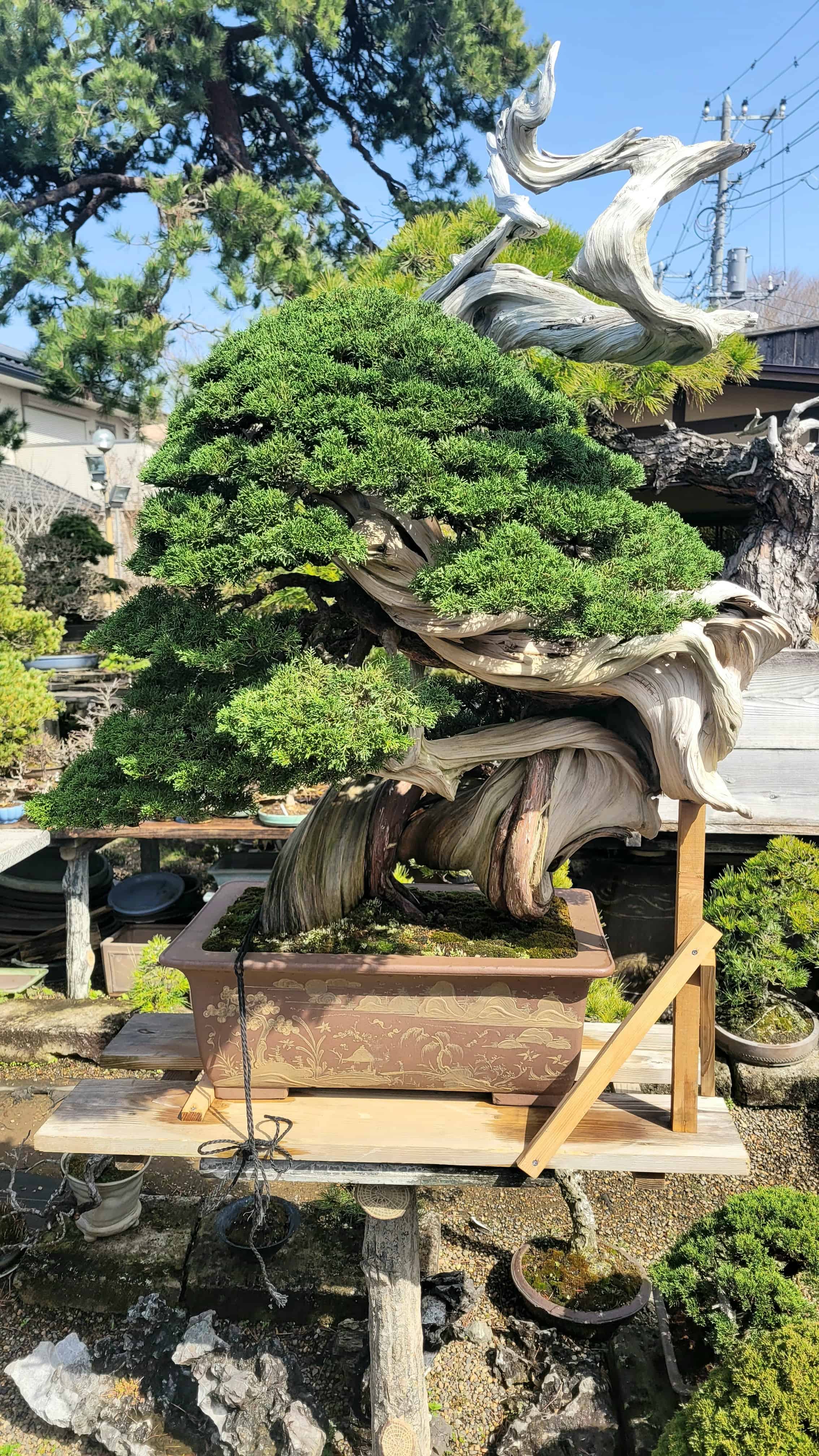 Old juniper bonsai from Japan on a stand.